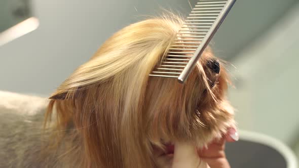 Close-up of Professional Groomer Combing Little Yorkshire Terrier.