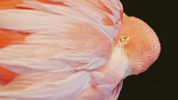 Close up vertical video of a reddish-pink american flamingo resting in sleeping position in nature