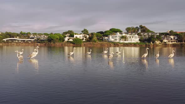 Wild Flamingos Standing in Water of Quinta Do Lago Algarve Portugal Europe