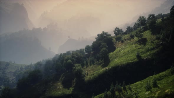 Green Trees in Canyon at Sunset with Fog