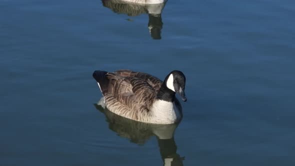 Elegant Canadian goose swimming in blue water. Static