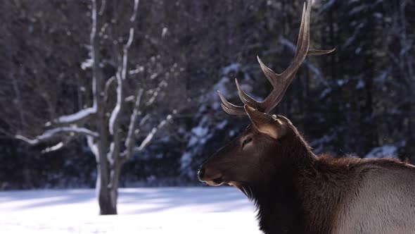 elk bull side profile slomo snow falling