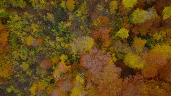 View From the Height on a Bright Autumn Forest As a Background