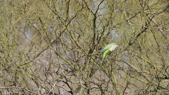 A small nest builder, monk parakeet, myiopsitta monachus breaking twigs off tree in a dry tree envir
