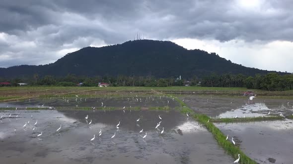 White egrets in water