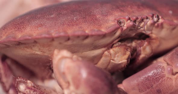 Feelers Of The Red Crab Moves With Its Claws Tucked In. close up