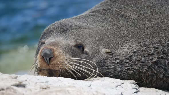 Cute fur seal sleep on the rock at Kaikoura, South Island