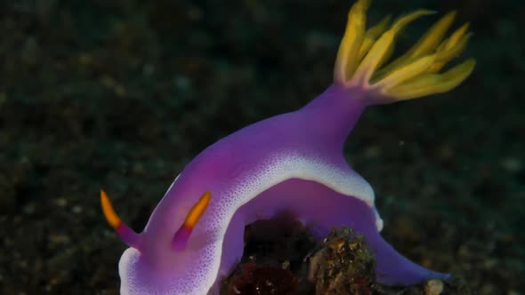 Amazing coloured Nudibranch sea sluging about in the ocean current