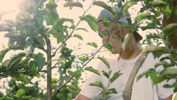 in the Sun's Rays Two Women Girls in White Tshirts and Caps Tear Off Picking Large Ripe Green Juicy