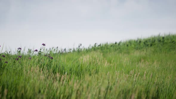 Field of Green Fresh Grass Under Blue Sky