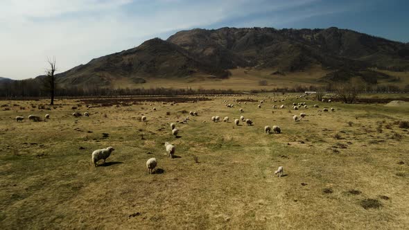 A Flock of Sheep Grazes in the Mountainous Desert