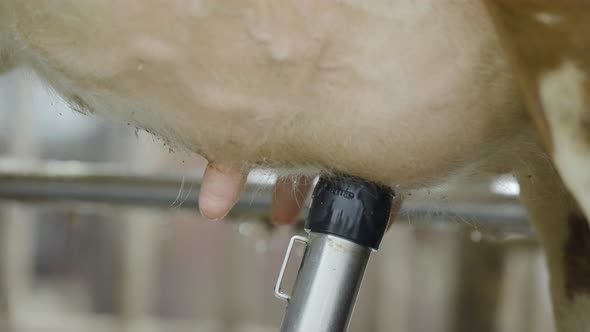 Automatic Milking Machine With Robotic Arm And Sensor Placing Suction Tubes On A Cow's Teats. - clos