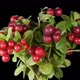 Cowberry berries seamless rotation with alpha channel  - VideoHive Item for Sale