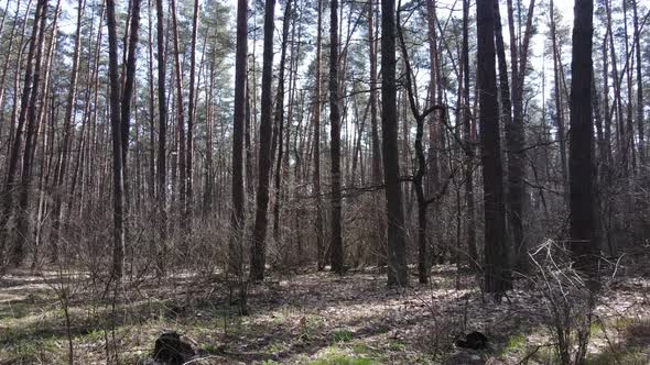 Trees in a Pine Forest During the Day Aerial View