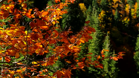 Autumn Trees