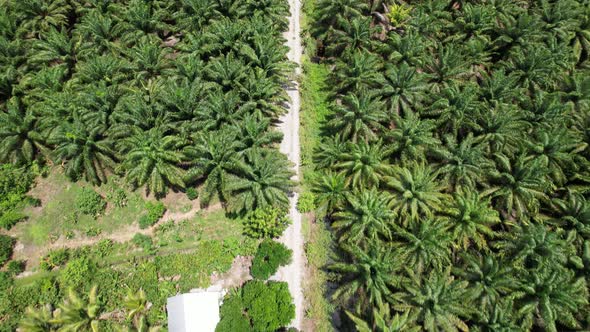 Aerial View of The Palm Oil Estates