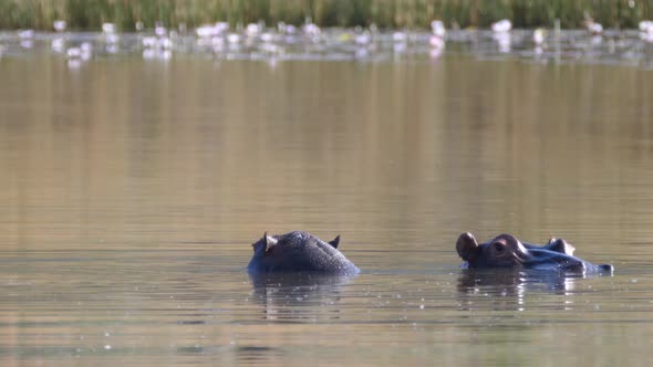 Two hippos in a lake 