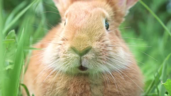Portrait of a Funny Red Rabbit on a Green Natural Background in the Garden with Big Ears and