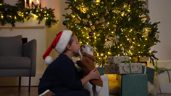 Cute Chihuahua Dog Licking Boy By Christmas Tree