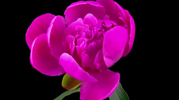 Pink Peony Flower Blooming