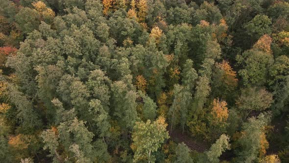 Beautiful Autumn Forest in Europe Aerial View