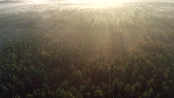 Paradise Like Sunrise in Foggy Forest Sun Rays Shining Through Tree Tops, Aerial Shot