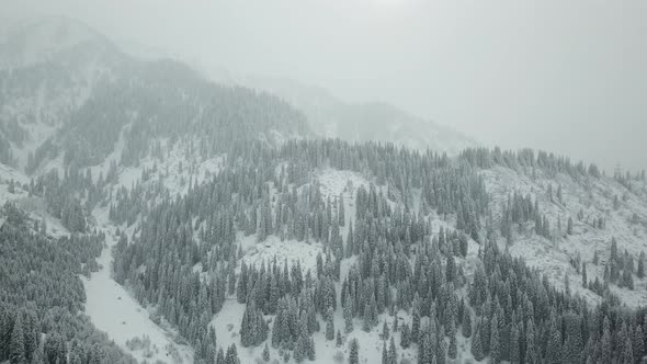 The winter forest in the mountains is covered with fresh snow, Snow falls in the forest