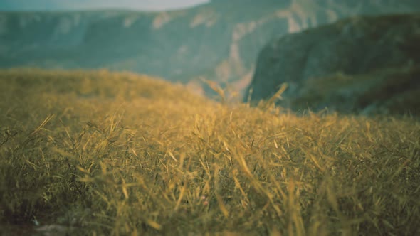 Golden Rocks and Grass in Mountains