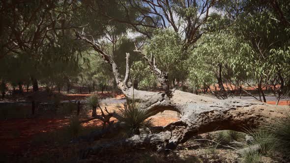 Red Sand Bush with Trees