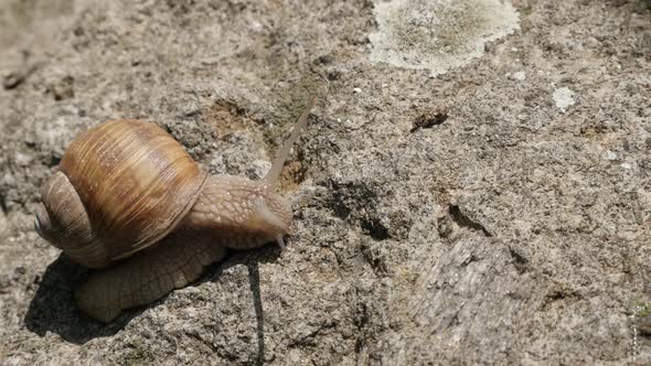 Slow motion  moving of Burgundy snail close-up 1080p FullHD footage - Helix pomatia escargot  slow-m