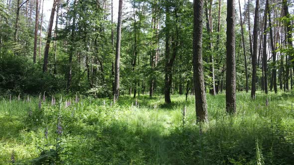 Beautiful Green Forest on a Summer Day Slow Motion