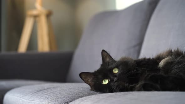 Lovely Black Fluffy Cat with Green Eyes Lies on the Couch and Watches the Object Behind the Scenes