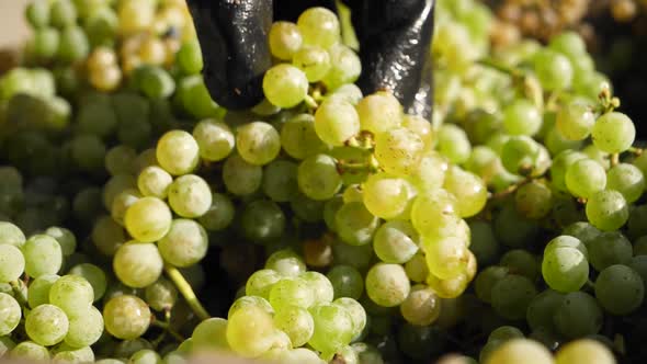 Hand place bunch of grapes in a box full of grapes in vineyard harvest. Close up in slowmotion