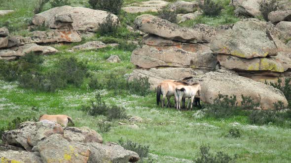 Wild Przewalski Horses in Real Natural Habitat Environment in The Mountains of Mongolia