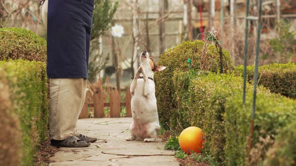 Jack Russell Terrier Dog Asks for a Tasty Treat From a Man on a Path in Garden