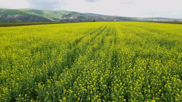 Drone view of blooming rapeseed.