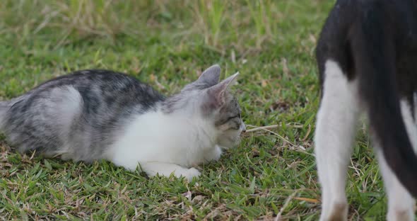 Street cat at outdoor