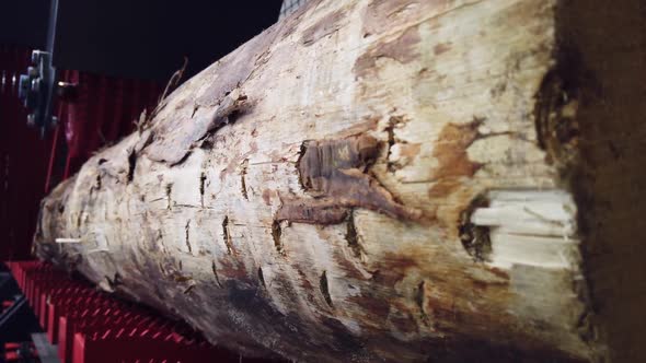 Birch Logs Are Cut with Blades at a Sawmill