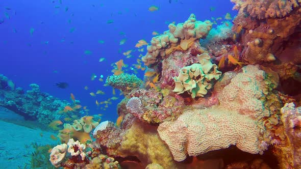 Colorful Reef Scene