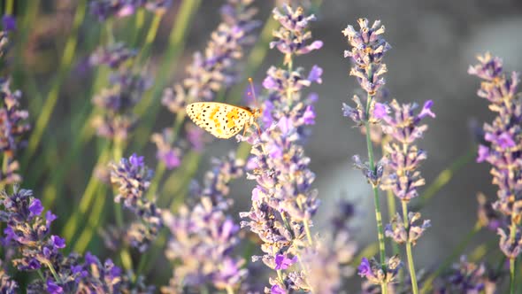 Close Up Butterfly on Lavender Flower at Sunset