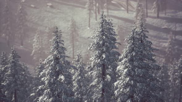 Winter Snow Covered Cone Trees on Mountainside alt