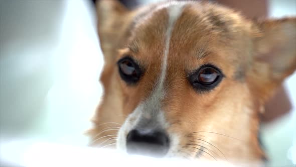 corgi dog having a bath looking at camera