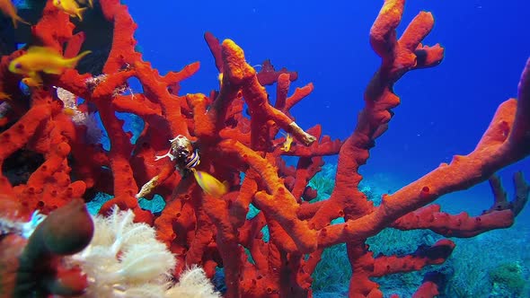 Red Sponge and Pyjama Slug