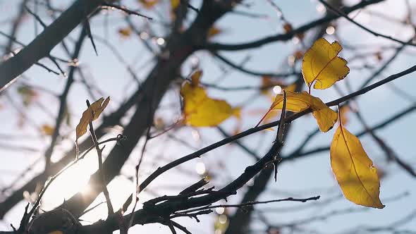 Tree Branches with Golden Leaves Swing in Wind Against Sun