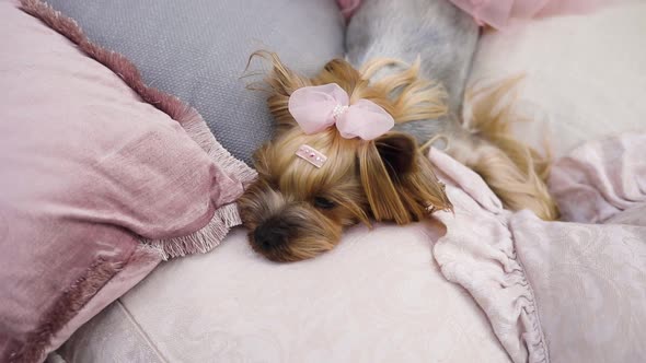 Yorkshire terrier lies resting on a pink bedspread.