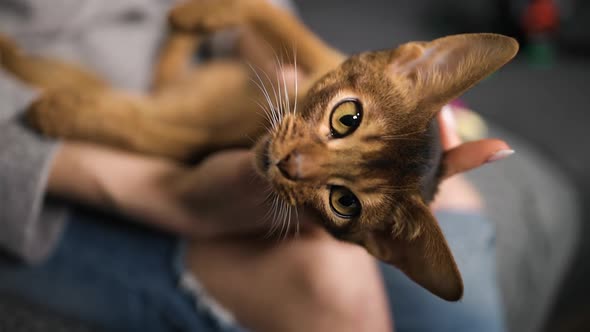 Cute Young Abyssinian Cat Lying Down in Hands of Woman