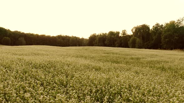 Moving Backward on White Flowers Field