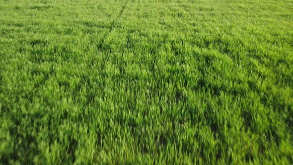 Aerial View on Green Wheat Field in Countryside