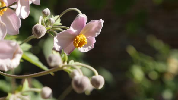 Pink Japanese anemone hybrida flower in the garden 4K video