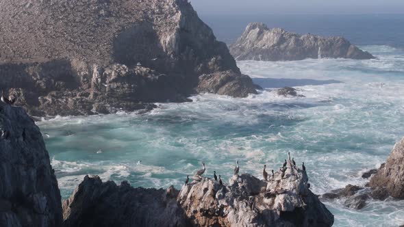 Pelicans Flock Rocky Cliff Island Ocean Point Lobos California